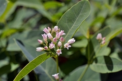 Apocynum × floribundum