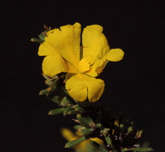 Hibbertia stowardii