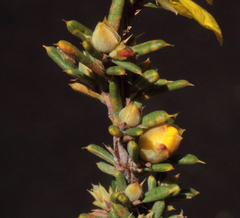 Hibbertia stowardii