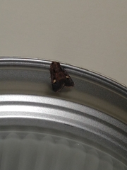 Adelphagrotis indeterminata