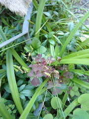 Oxalis stricta
