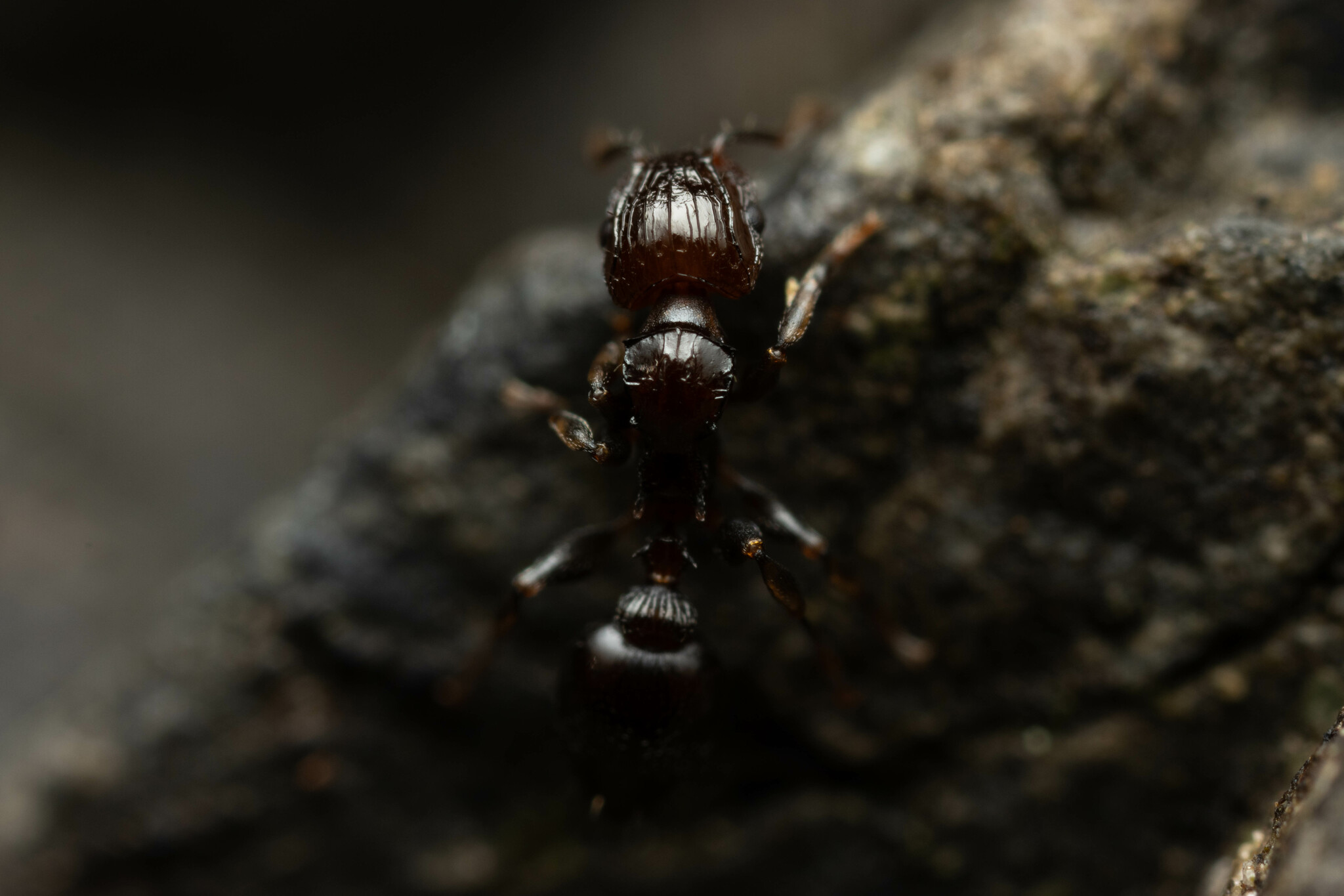 Podomyrma octodentata