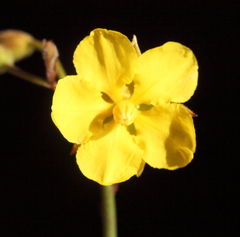 Hibbertia conspicua