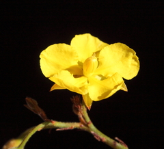 Hibbertia conspicua