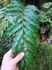 Asplenium gemmiferum
