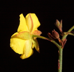 Hibbertia conspicua