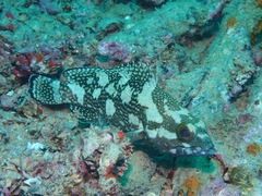 Epinephelus ongus