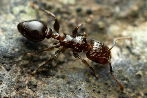 Podomyrma octodentata · iNaturalist