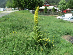 Verbascum