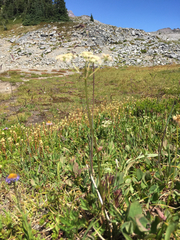 Ligusticum grayi
