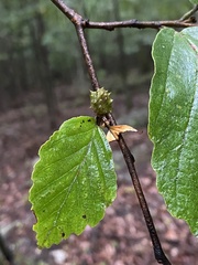Cameraria hamameliella