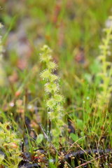 Drosera ramellosa