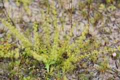 Drosera ramellosa