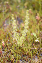 Drosera ramellosa