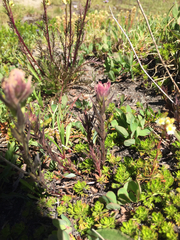 Castilleja parviflora oreopola