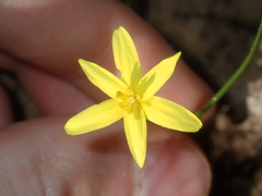 Pauridia occidentalis