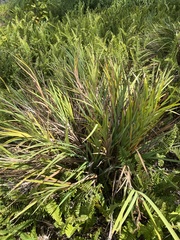 Machaerina mariscoides