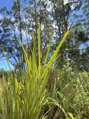 Machaerina mariscoides