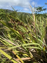 Machaerina mariscoides