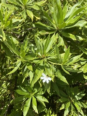 Scaevola chamissoniana