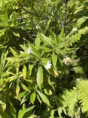 Scaevola chamissoniana