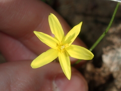 Pauridia occidentalis