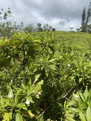 Scaevola chamissoniana