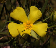 Hibbertia striata