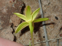 Pauridia occidentalis