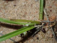 Pauridia occidentalis