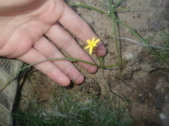 Pauridia occidentalis