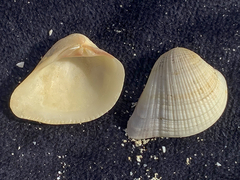 Anomalodiscus squamosus