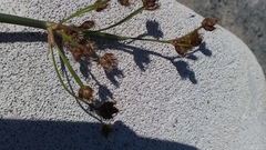Schoenoplectus lacustris