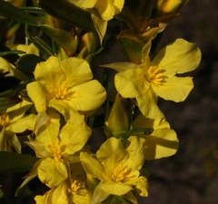 Hibbertia subvaginata