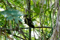 Meiglyptes jugularis