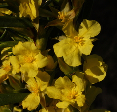 Hibbertia subvaginata