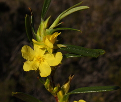 Hibbertia subvaginata