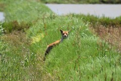 Vulpes vulpes japonica