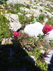 Castilleja parviflora oreopola