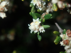 Cryptandra spyridioides