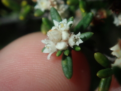 Cryptandra spyridioides