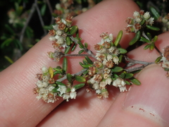 Cryptandra spyridioides