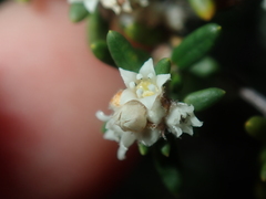 Cryptandra spyridioides