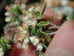 Cryptandra spyridioides