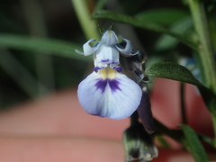 Pigea floribunda