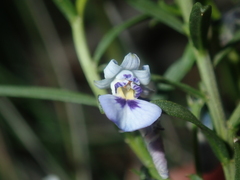 Pigea floribunda