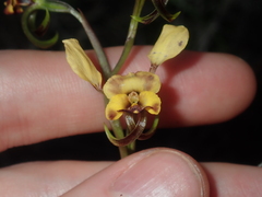 Diuris refracta