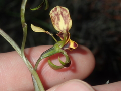 Diuris refracta
