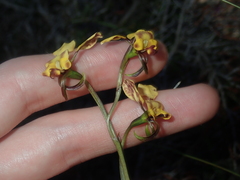 Diuris refracta