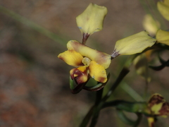 Diuris refracta